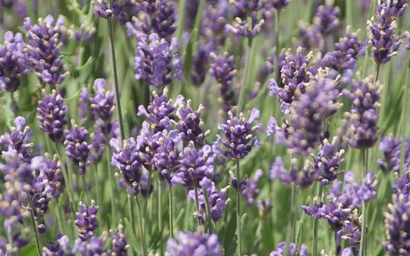 Maďarsko - Levanduľový festival - Tihany 29,- €